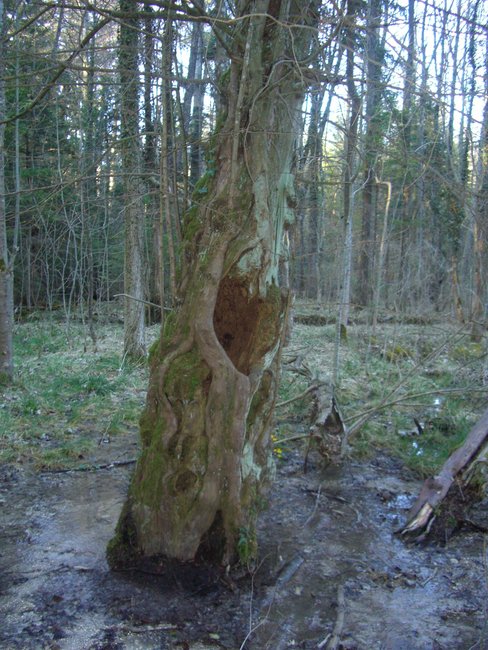 eibenwaldapril10 048.jpg