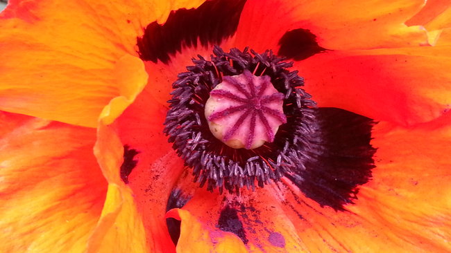 Mohn aus unserem Garten. :-)