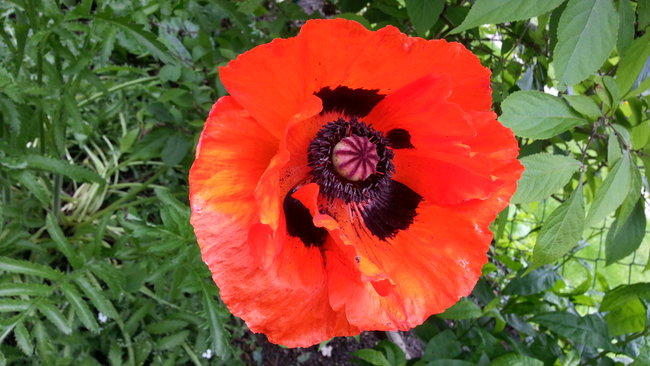 Mohn aus unserem Garten. :-)