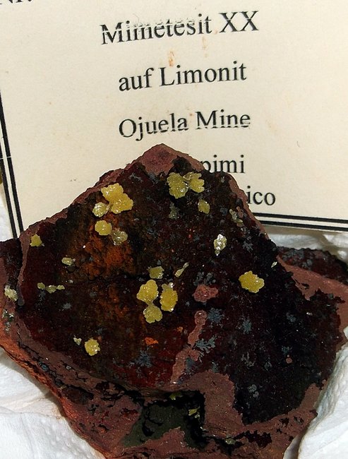 gelber Mimetesit auf Limonit aus der Ojuela Mine in Durango