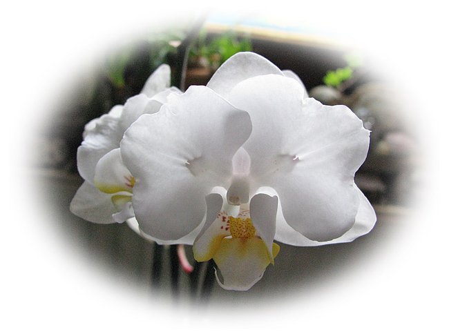 Pflanzendevas 020.JPG