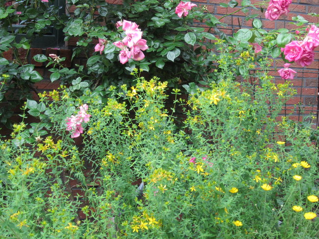echtes Johanniskraut, Färberkamille , Rose