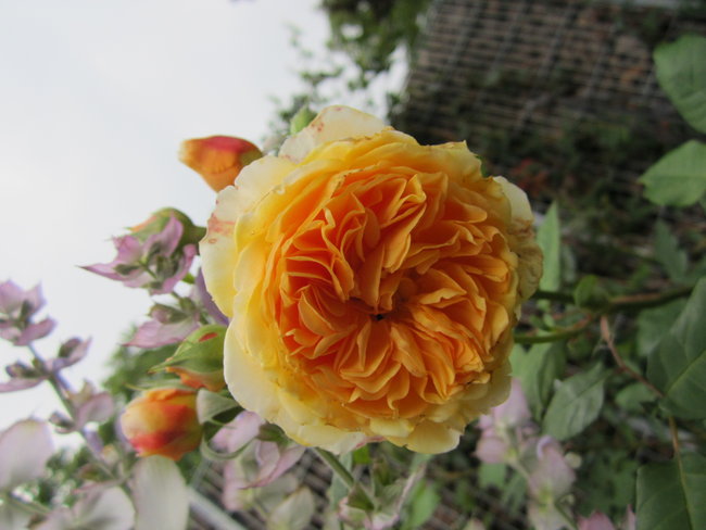 Duftrose