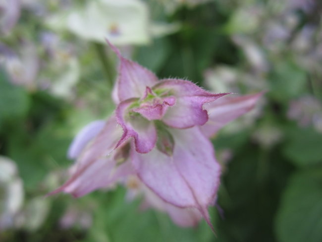 Salvia sclarea