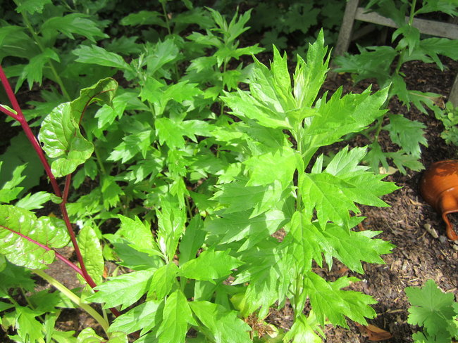 amerik.Moxakraut (Artemisia douglasiana)