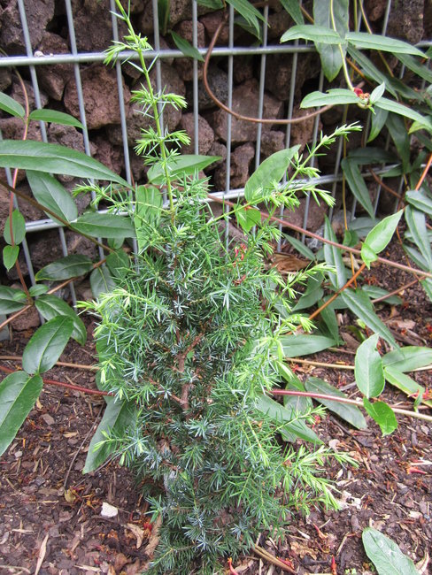 Wacholder (Juniperus communis)