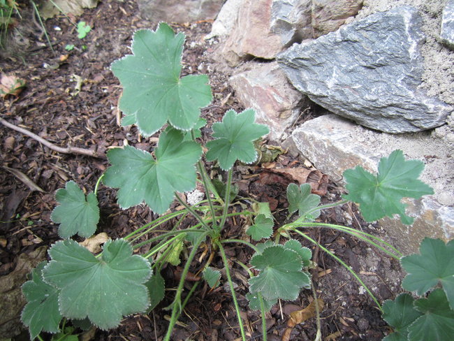 Frauenmantel (Alchemilla vulgaris)