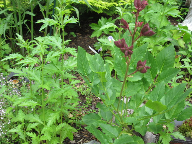 Eisenkraut (Verbena officinalis) + Diptam (Dictamnus albus)