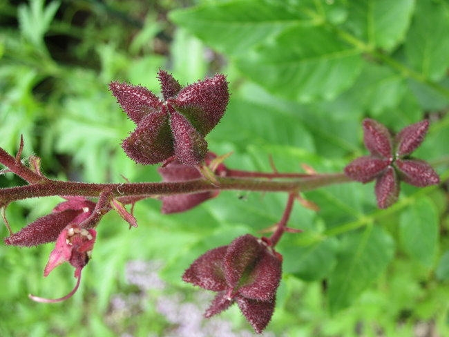 Diptam (Dictamnus albus)
