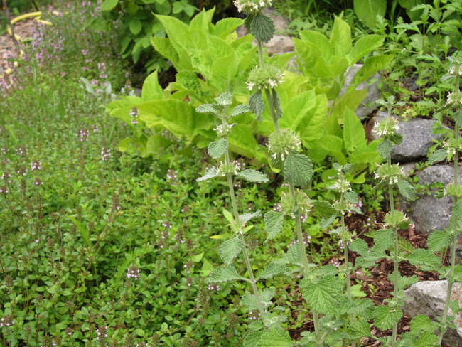 Andorn ((Marrubium) + Thymian +  Klebrige Salbei (Salvia glutinosa)...glaube ich jedenfalls...Schild ist weg ;-))
