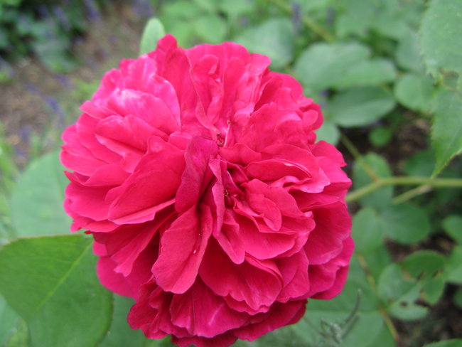 Duftrose