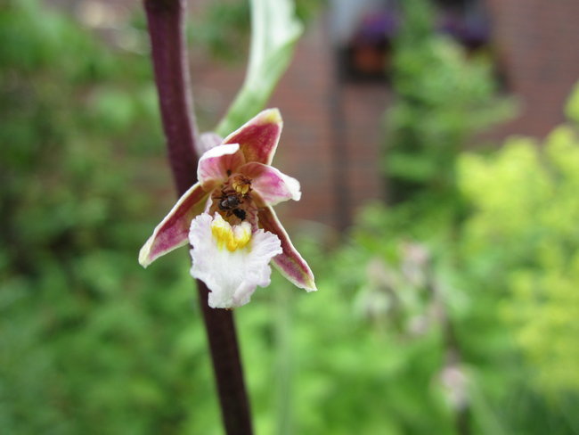 Epipactis palustris