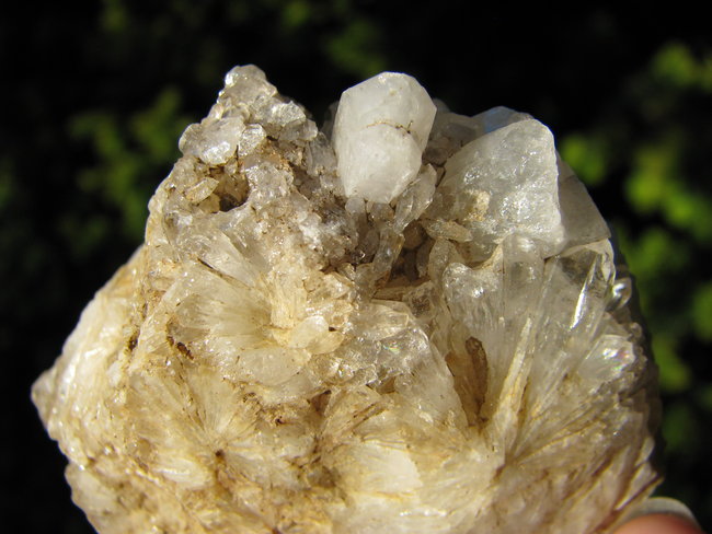 Sternquarz