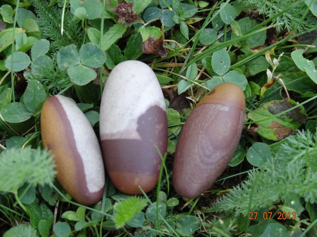 Und endlich hab auch ich welche. Meine kleinen süßen Shivas^^