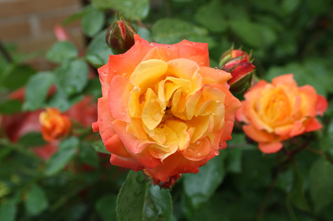 Rose 233_fc.jpg