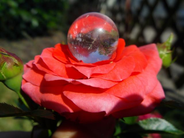 meine erste Rose :-)