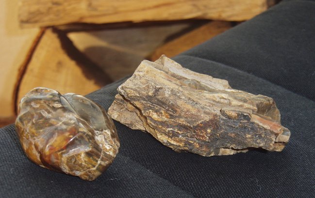 versteinertes Holz