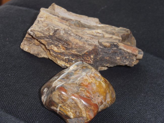 versteinertes Holz