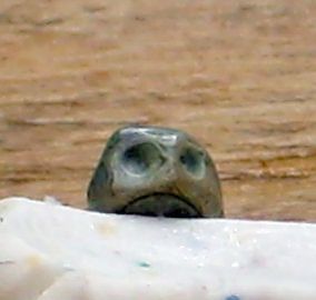 Beleidigte_4mm.JPG