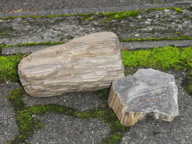 versteinertes Holz