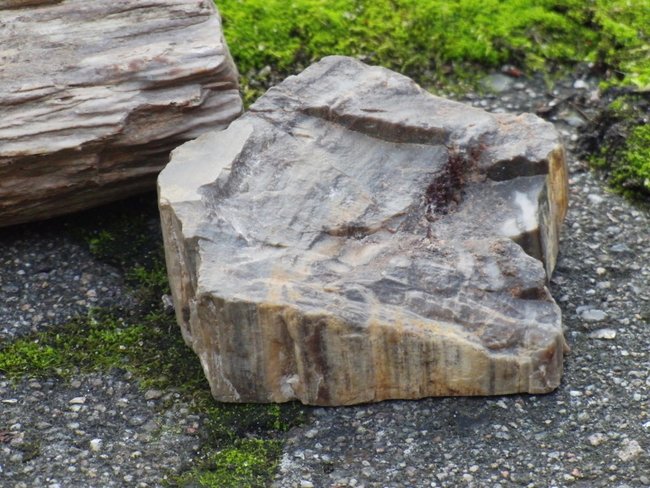 versteinertes Holz