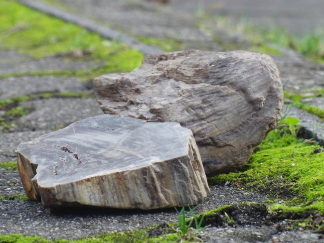 versteinertes Holz