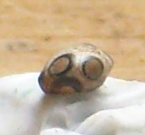 Steinlaus_3mm.JPG
