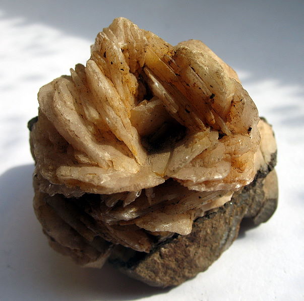 Bar-Rose.JPG