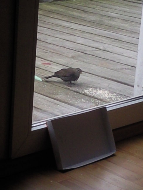 was macht der Mensch denn da hinter dem Fenster???