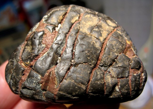 Septarie mit Markasit