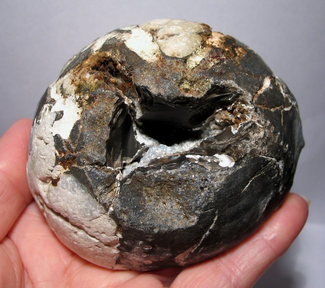 Seeigel 9,5 cm groß