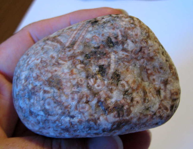 Crinoiden-Kalk