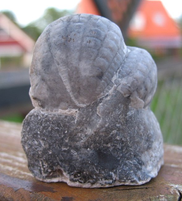 Herz-Seeigel