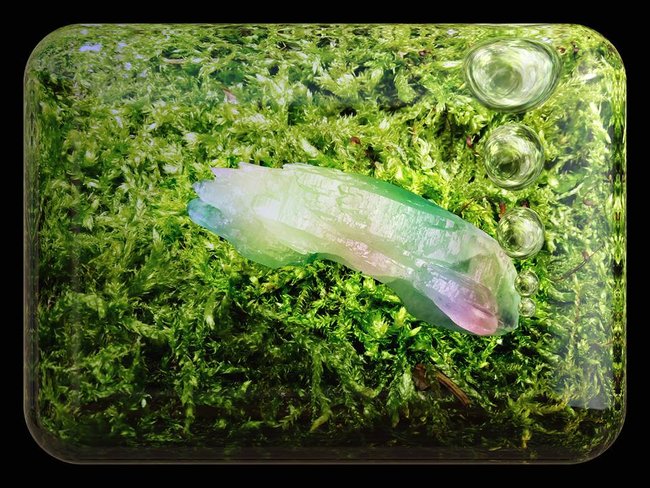 Regenbogenfisch.jpg