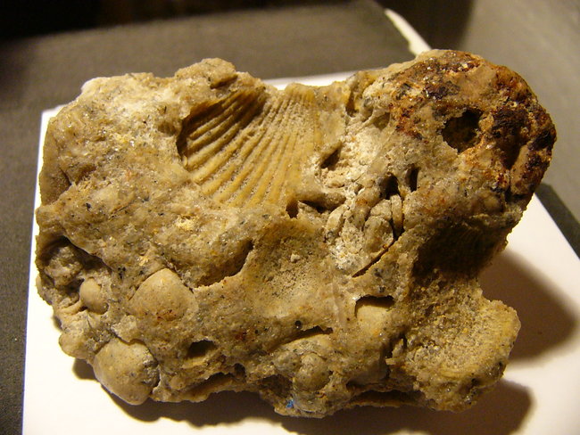 verkieselter Sandstein mit Fossilien?