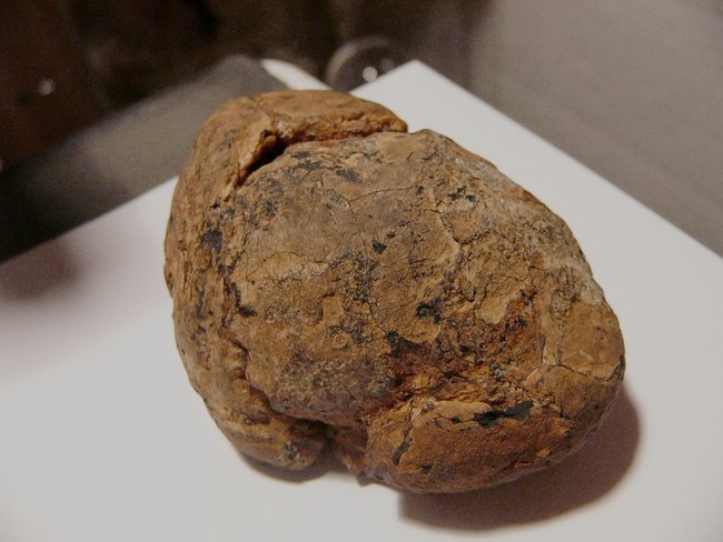 Brauneisengeode/septarin