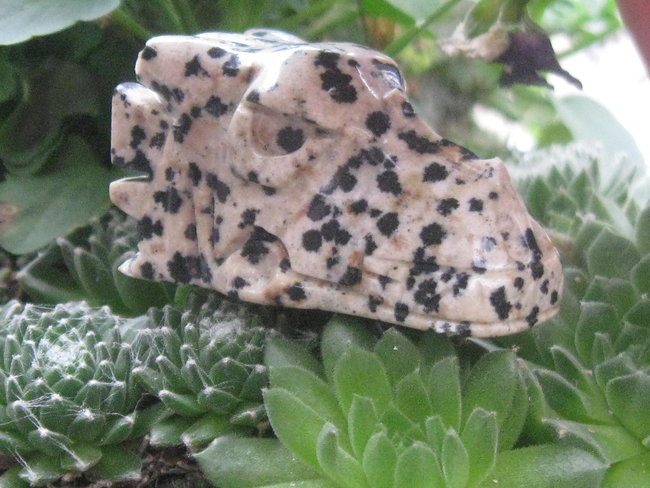 skull draak dalmatier jaspis (2).jpg