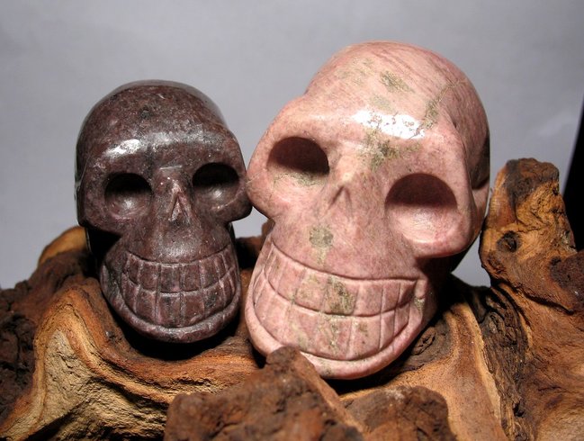 Skull RhodLepi.JPG