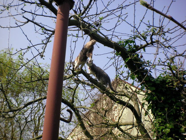 Apfelbaum1 Mrz 14.jpg