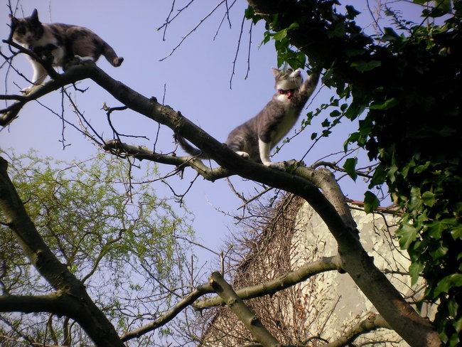 Apfelbaum2 Mrz 14.jpg