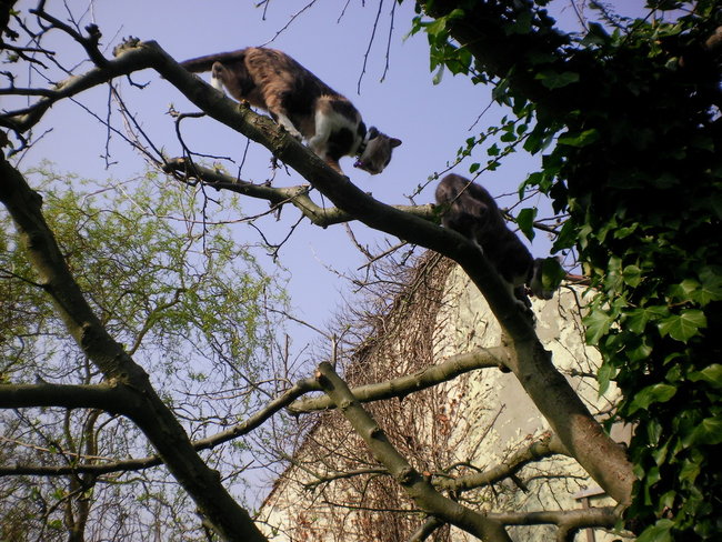 Apfelbaum3 Mrz 14.jpg