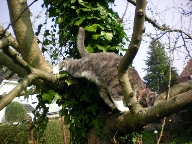 Apfelbaum7 Mrz 14.jpg