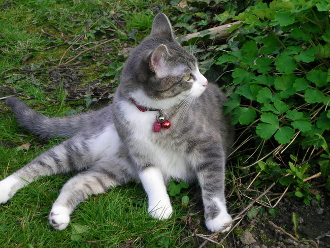 Rasen5 Apr 15.jpg