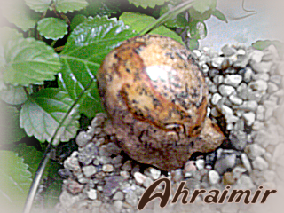 ahraimir002.png