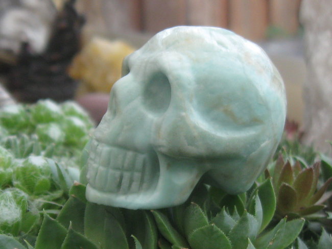 skull hemimorfiet (1).jpg