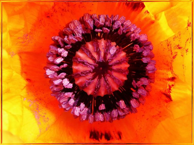 Mohn.jpg