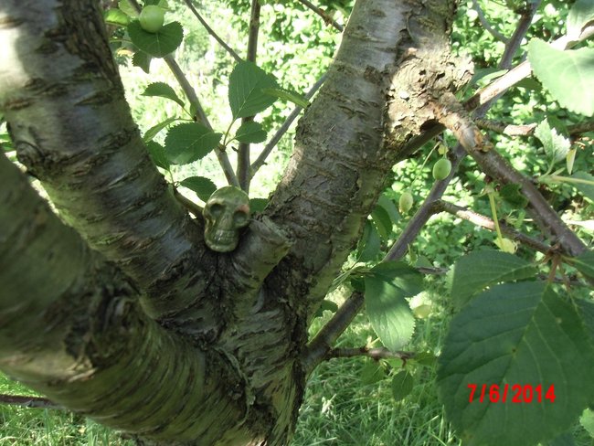 DSCI0793neu.jpg (396.37 KiB) 4632 mal betrachtet Leo im Sauerkirschbaum nur die Kirschen sind noch nicht reif