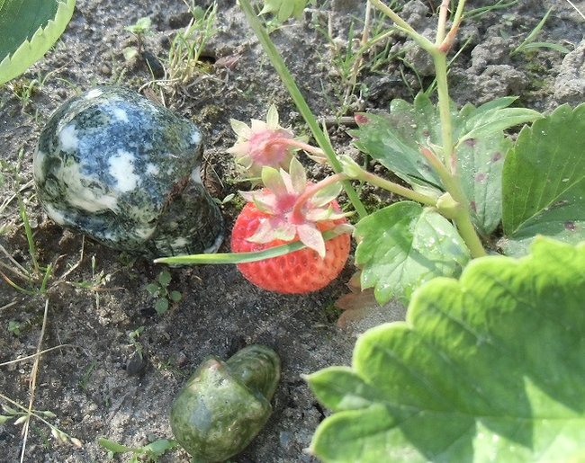 DSCI0792neu.jpg (206.3 KiB) 4632 mal betrachtet auch Leo bekommt mal hunger dann aber richtig