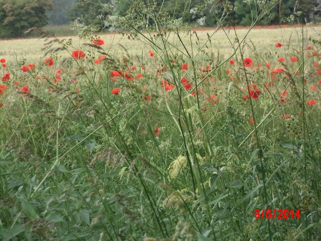 Kornblumen am Wegesrand zum Wald