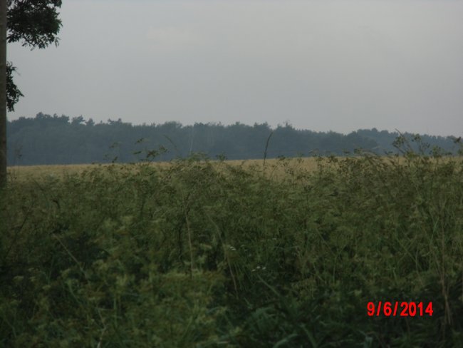 Wald von weiten